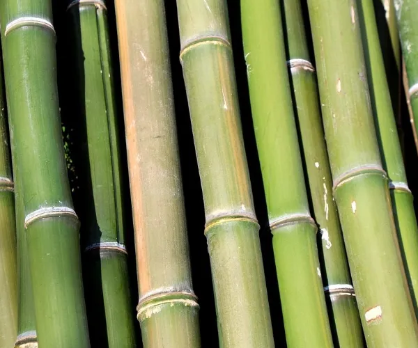 Karakteristik serat dan keunggulan dari bubur bambu